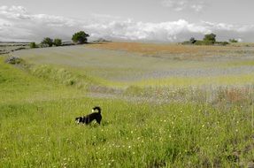 dog on the meadow