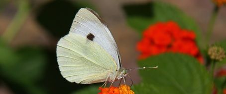 white butterfly with a small black spot close up