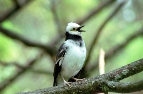 asian bird on a tree branch