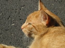 Orange cat is resting