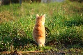 young red cat on lawn