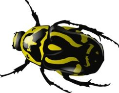 Bug Insect drawing