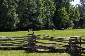 farm horses graze in a large corral