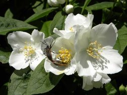 Jasmine Flower and insect