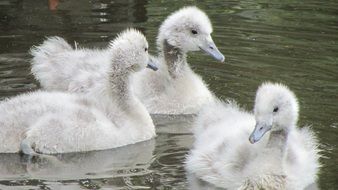 birds with white plumage