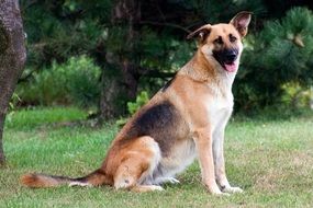 German Shepherd on the green meadow