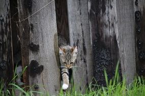 kitten in the fence