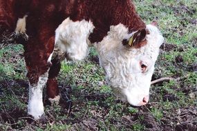 grazing cow close-up