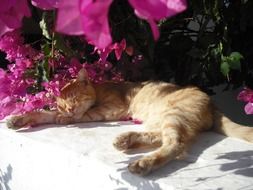 Cute Cat is sleeping under a colorful flowers