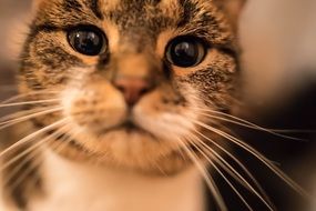 black-eyed whiskered cat