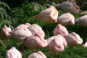 Flamingos are sleeping