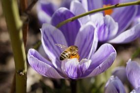 Purple Crocus Bloom macro
