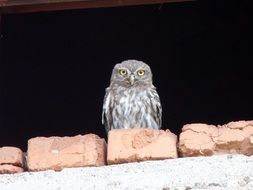 little owl sits on a brick wall