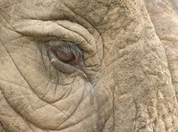 elephant's big eye close-up