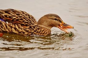 duck eats bread on the water