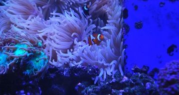 Picture of Clown Fishes in an aquarium