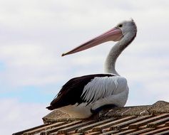 big pelican resting on the roof