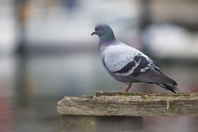 dove on a wooden bench
