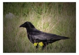 Black Raven in a field