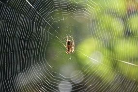 spider and web
