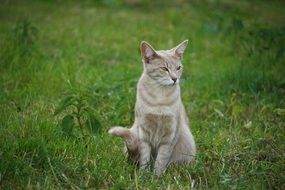 domestic cat outdoor on green grass