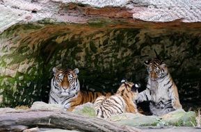 family of tigers near the stone