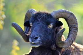 black sheep with long horns