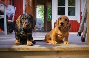 black and brown dachshunds lie on the steps