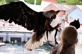 huge eagle with dangerous claws