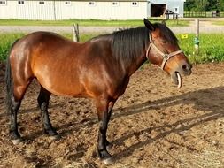 brown horse with black mane