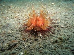 spiny sea urchin, indonesia