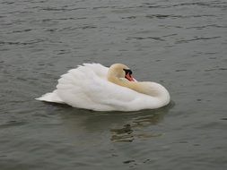 white swan in Versailles