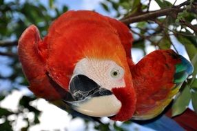 bright parrot in the nature of venezuela