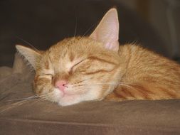 Sleeping orange kitty