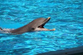 dolphin in the pool close up