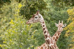 two Giraffes with crossed necks at greenery, kenya