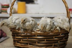 laying hens in the basket