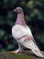 light dove on a stone close up