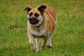 dog is walking in a field