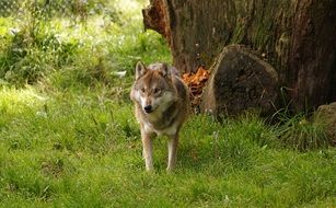 wolf in a green meadow