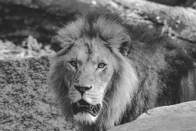 Lion Animal