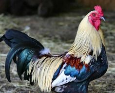 rooster with colorful plumage on a farm
