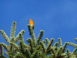 robin on conifer