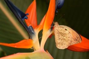 butterfly on the orange tip of a flower