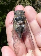 huge cicada on the human hand