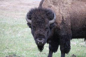 portrait of male Bison at Spring