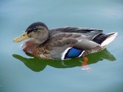 colorful duck in a green lake