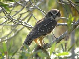 bird of prey on tree branches