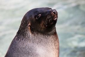 Sea lion near water