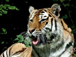 tiger in safari park